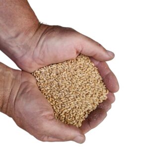 wheat-grain-trading-awvater-co-saddleworth wheat-grain-trading-awvater-co-saddleworth